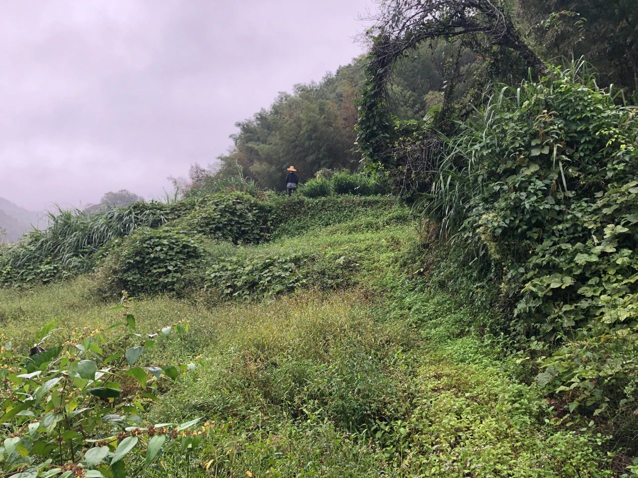 奇发28规划 | 我司土地整治项目二次荣登央视，，，，，，，荒地变良田，，，，，，，智绘好丰景